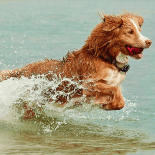 800m Waterproof Rechargeable Dog Training Collar with Remote Control